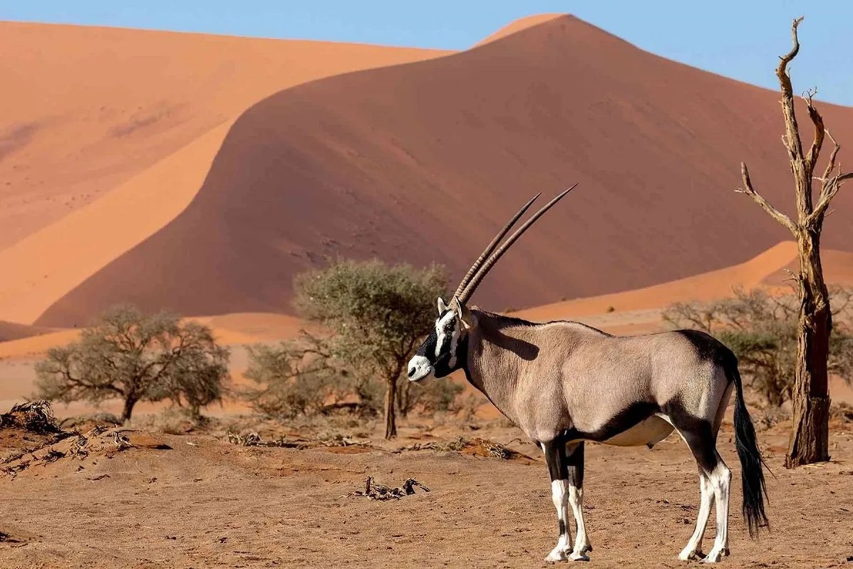 Safari In Namibia, Unforgettable Wildlife Encounters