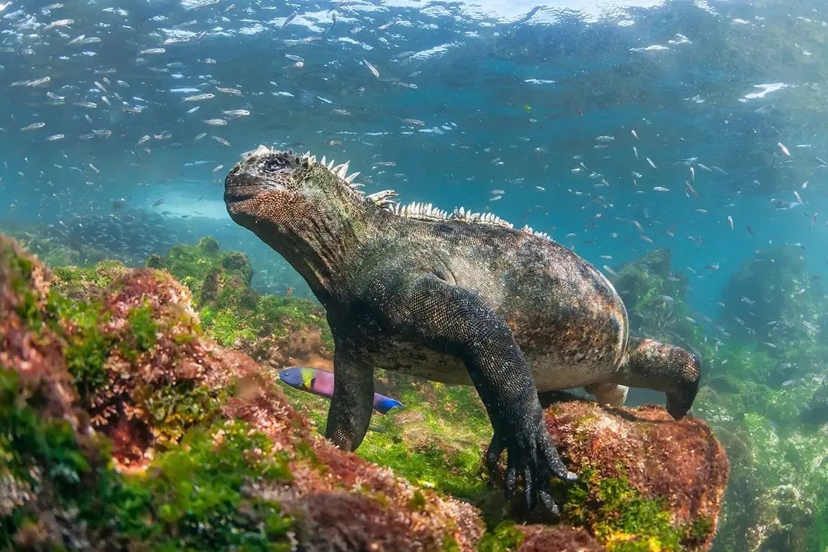 Galapagos Islands