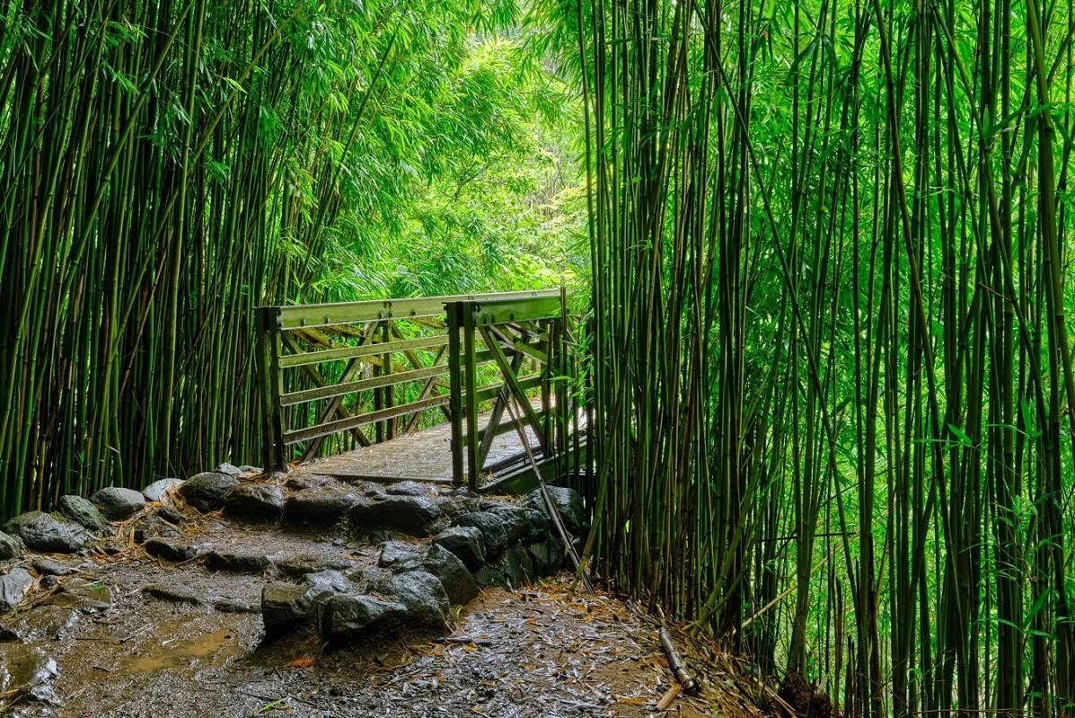 Bamboo Forest, Maui