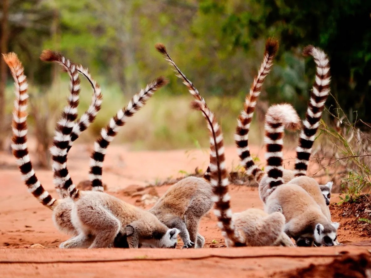 Lemurs, Madagascar 