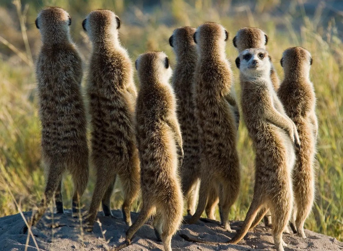 meerkats in Namibia