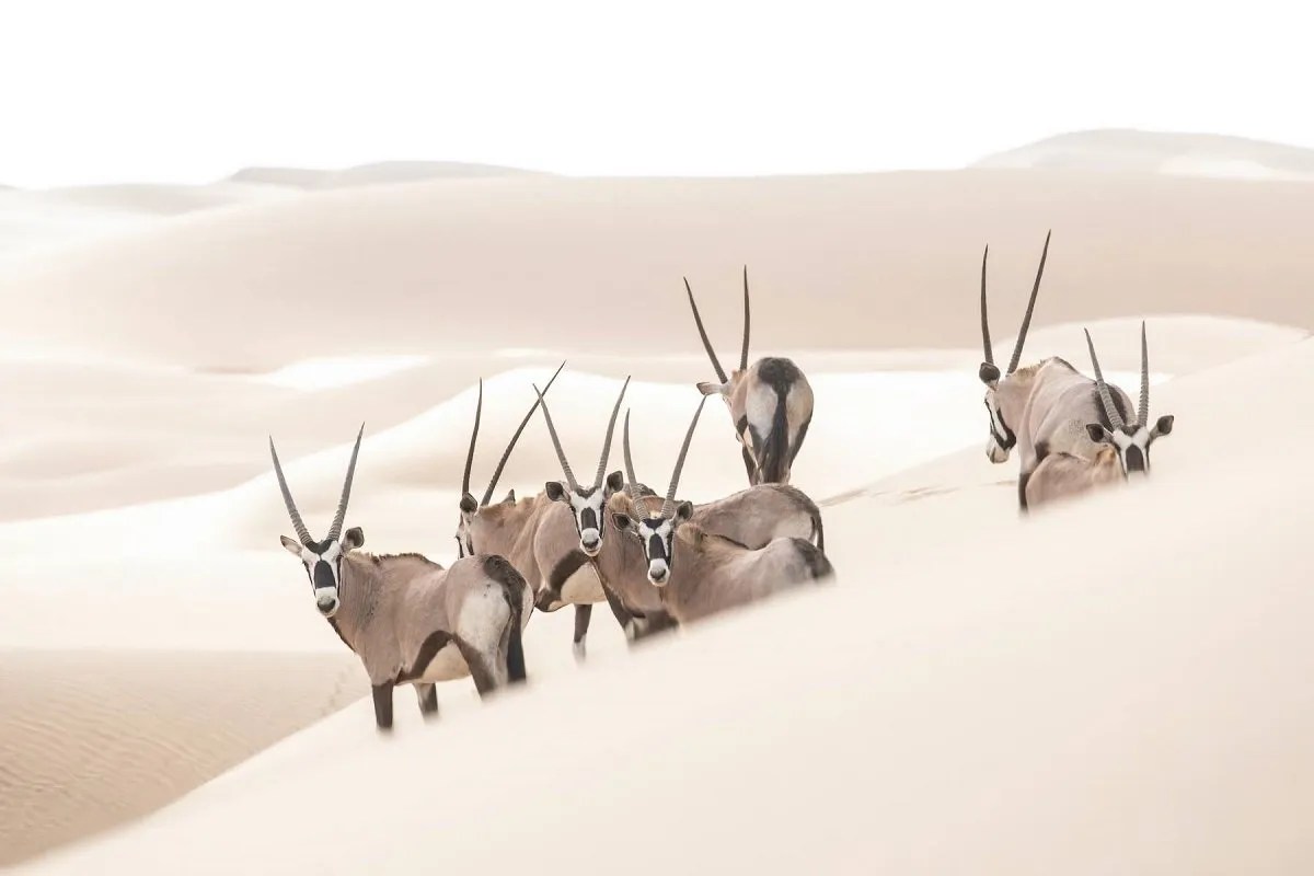 Oryx in Namibia