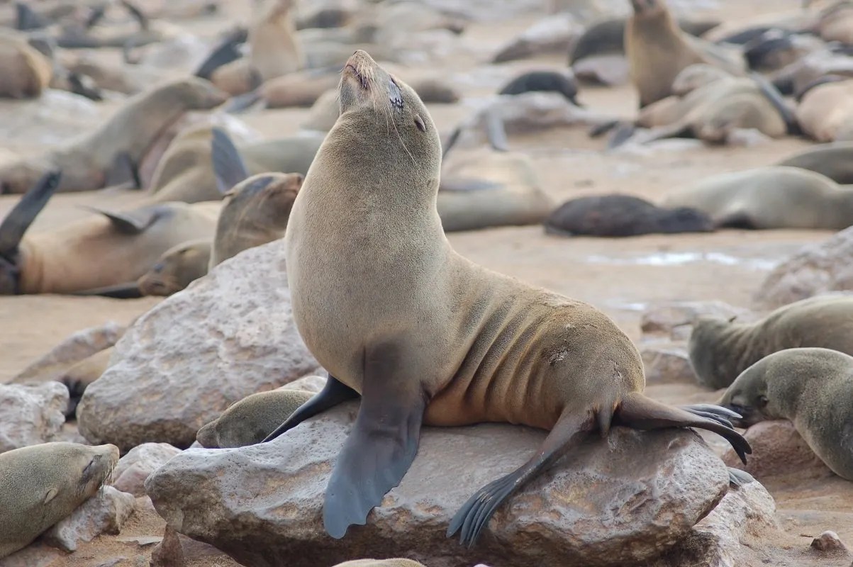 Seals in Namibia