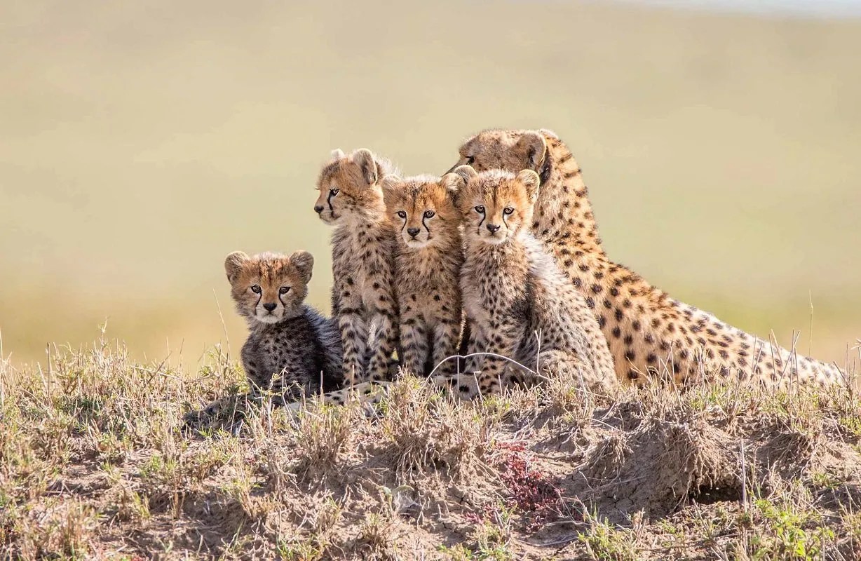 Cheetahs in Namibia