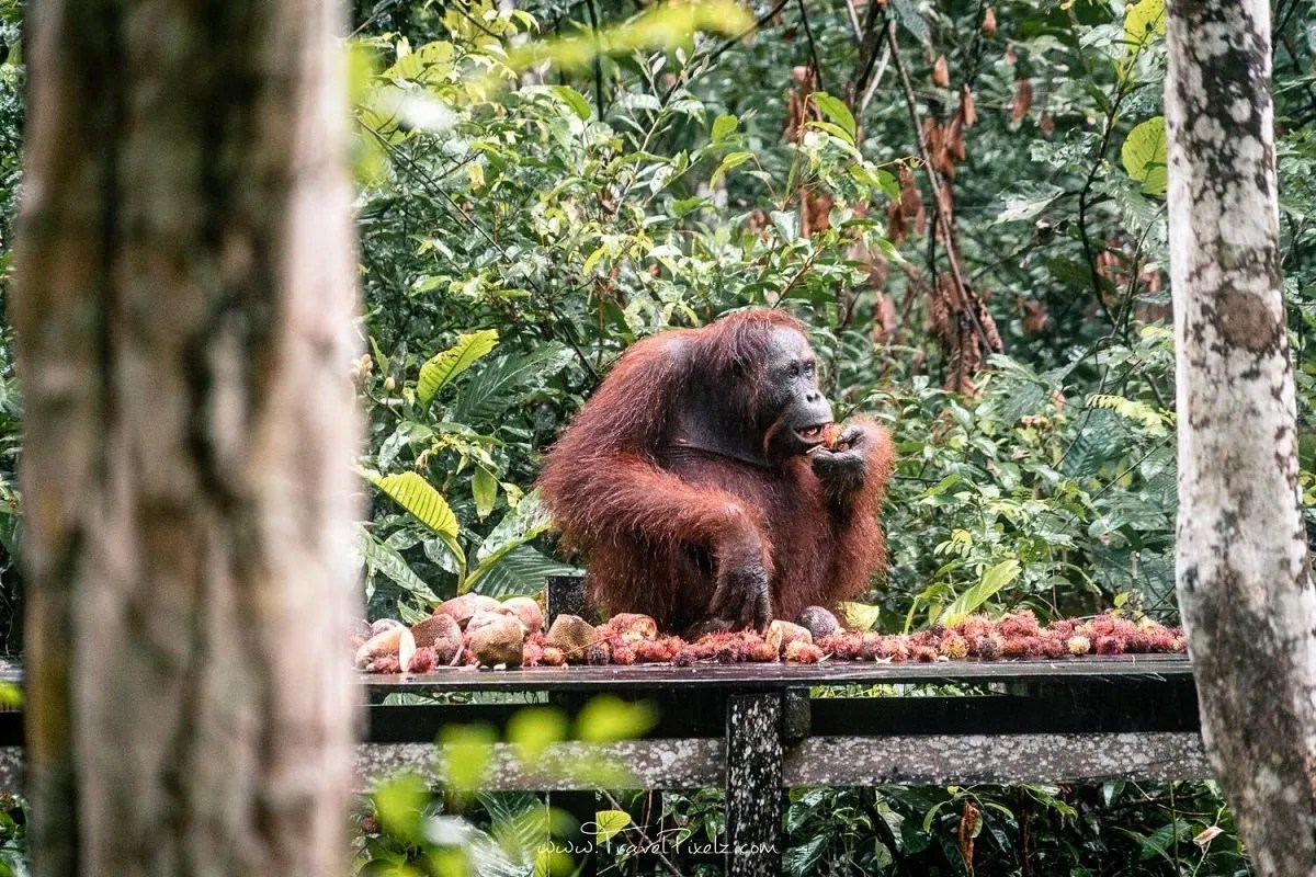 Orangutan in Tanjung Puting National Park