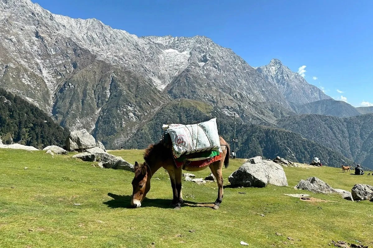 Triund trek