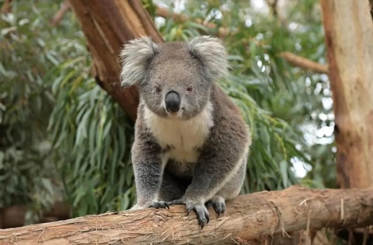 Australian wildlife