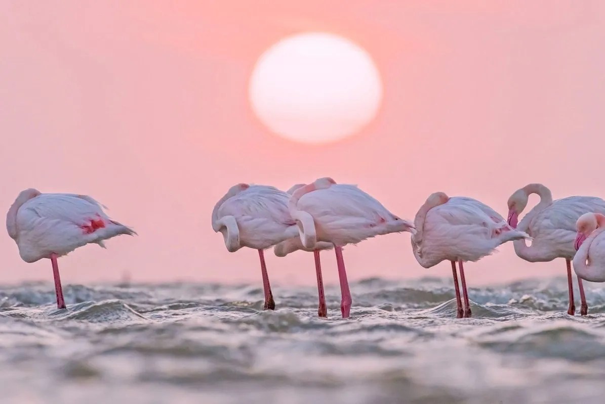 Flamingos in Wavis Bay, Namibia