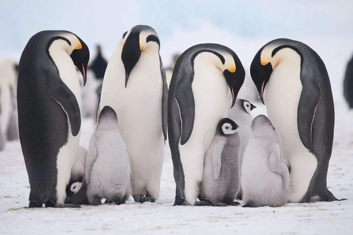 Wildlife in Antarctica