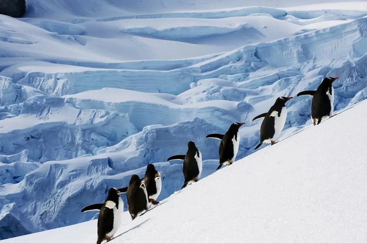 wildlife antarctica